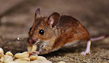 24 Hour & Emergency Exterminators in Soradoville, PA